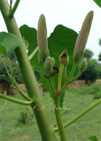  Inflorescence
